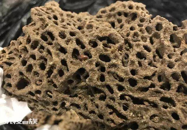 蚂蚁有大脑吗(生活在二维空间的蚂蚁能看见人类吗)-图片5